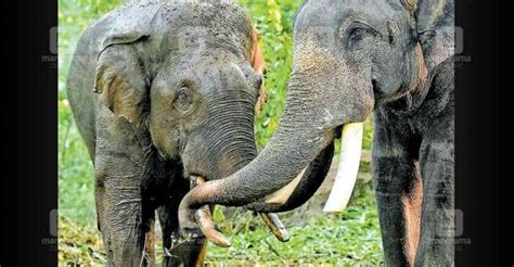 Kumki (elephant) .
